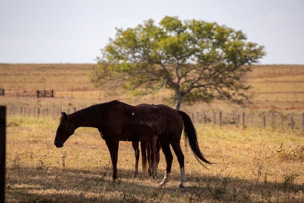 Cavallo in appoggio in una zona di pascolo di ã¢â€â‹ã¢â€â‹una fattoria brasiliana con messa a fuoco selettiva