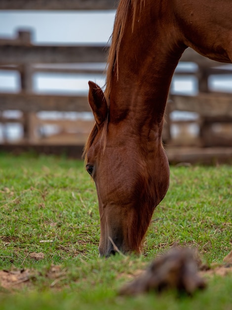 Photo horse resting in a pasture area of ãâ¢ãâãâãâ¢ãâãâa brazilian farm with selective focus