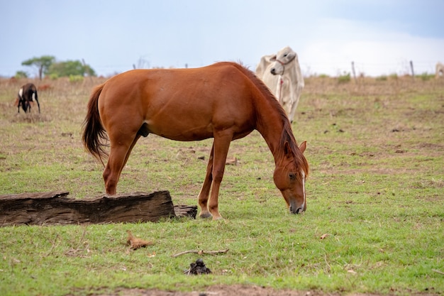 Photo horse resting in a pasture area of ãâãâ¢ãâãâãâãâãâãâ¢ãâãâãâãâa brazilian farm with selective focus