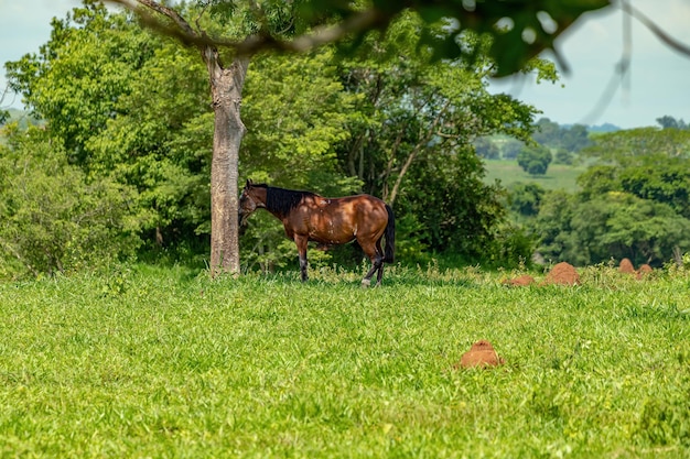 Photo horse resting in a pasture area of ã¢ââã¢ââa brazilian farm with selective focus