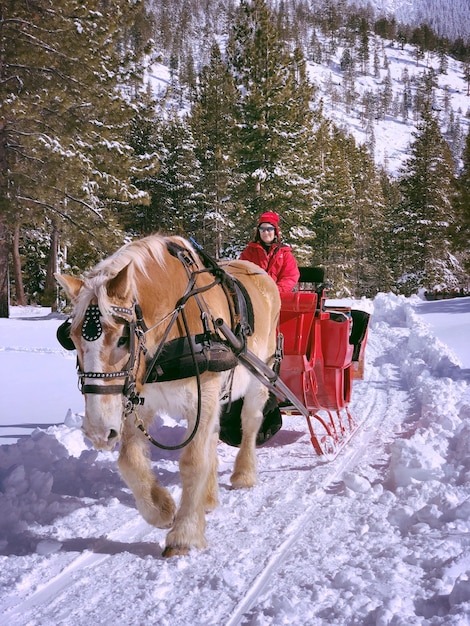 Horse ride snow