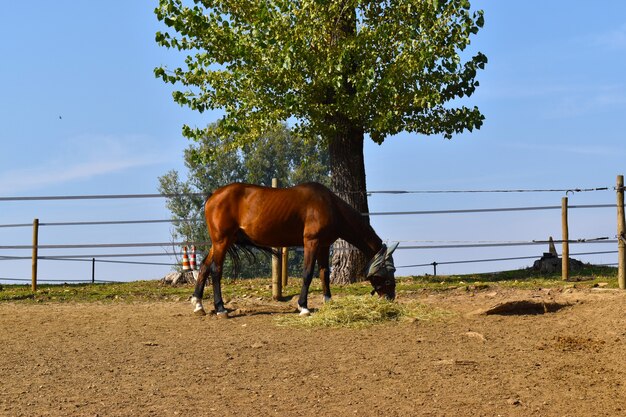 horse riding in the countryside