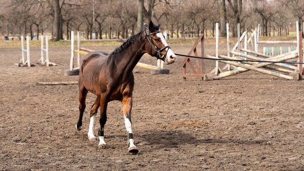 Horse riding and horse training