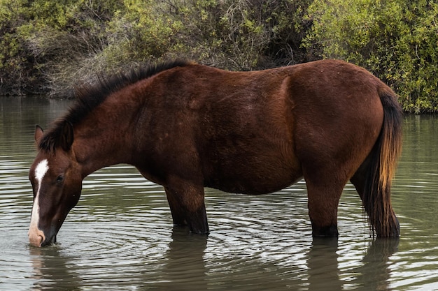 Photo a horse in a river drinking water