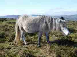 Photo horse roaming ftee