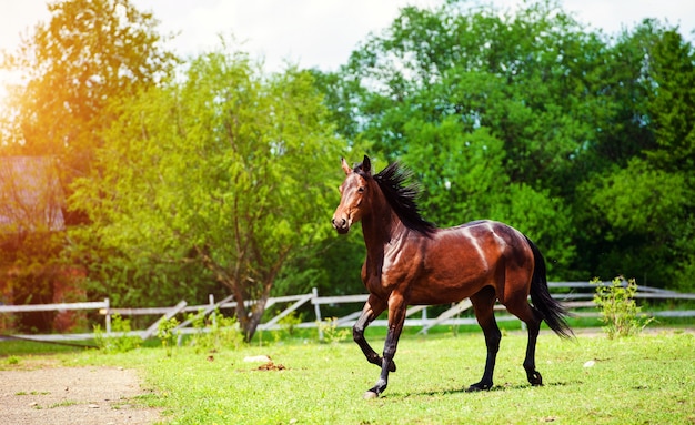 牧草地での馬の走りギャロップ