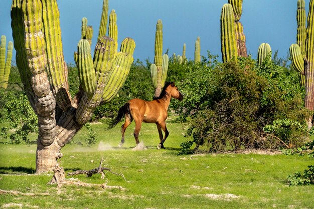 Photo horse running in baja california sur giant cactus in desert