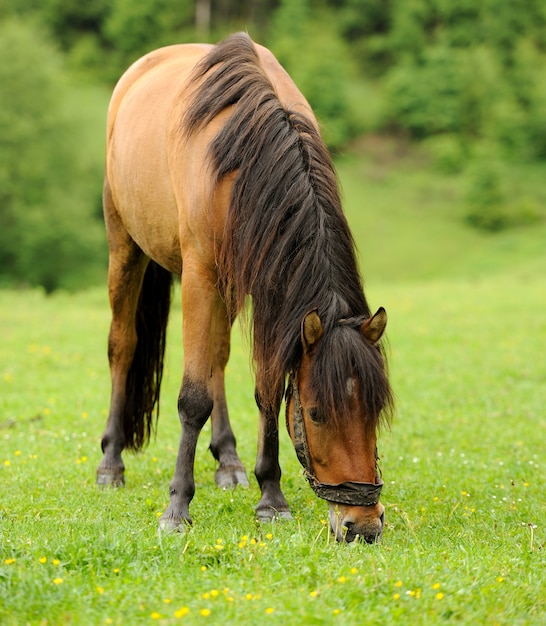 夏の日の野原を走る馬