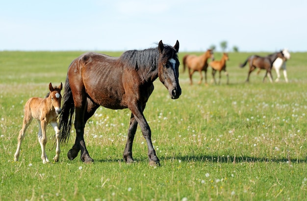 Foto cavallo che corre nel campo in una giornata estiva