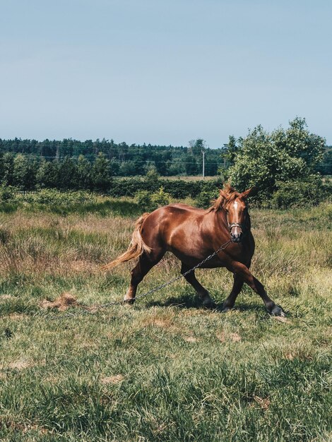 Photo horse running on field