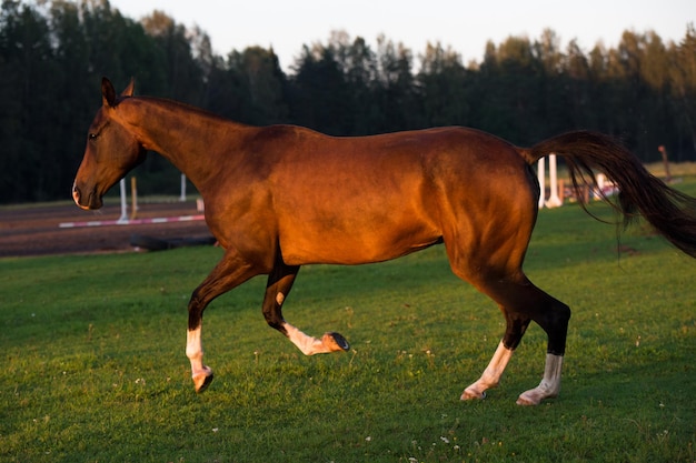 野原で走っている馬