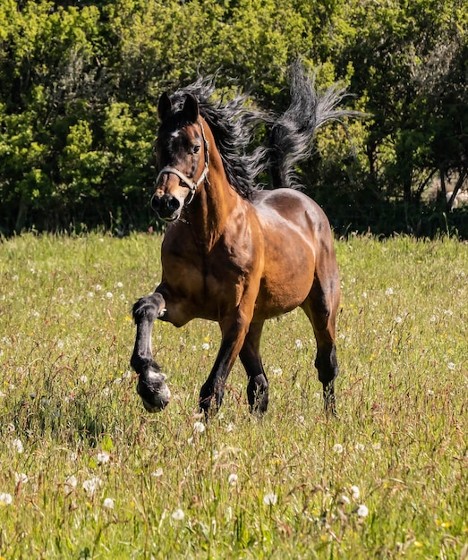 Foto un cavallo che corre in un campo.