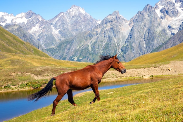 山の背景に緑の草の中を走る馬トレッキングとジョージア州の旅行