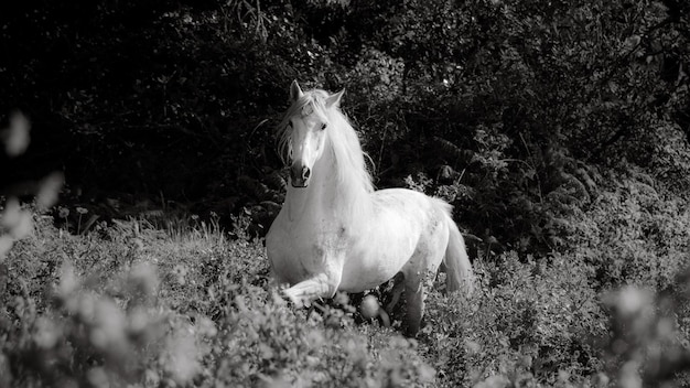 写真 白黒の野外で馬が走っている