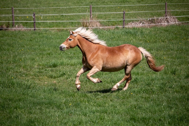 Фото Лошадь бежит по травяному полю.