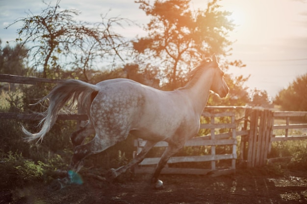 Horse running in the paddock on the sand in summer. Animals on the ranch. Sun flare