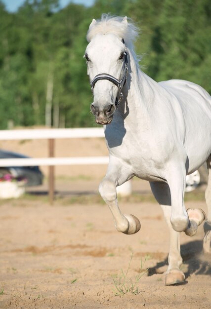 Foto cavallo in corsa in gabbia