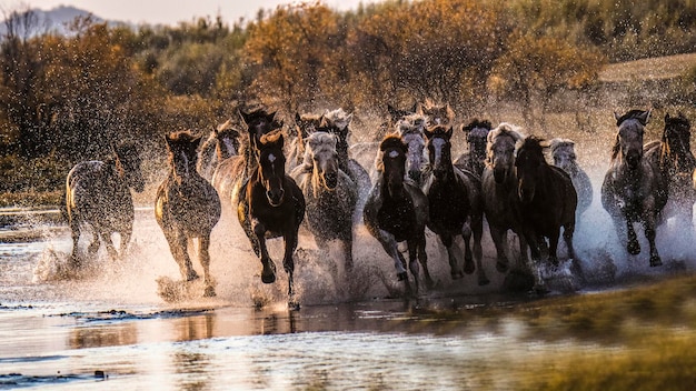 Foto cavallo che corre nel fiume