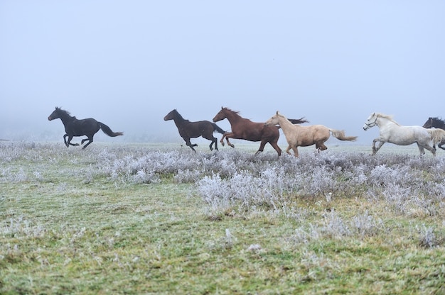 Il cavallo corre al galoppo sul campo di nebbia