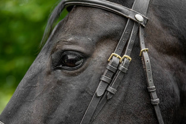 Horse's head in harness close-up.