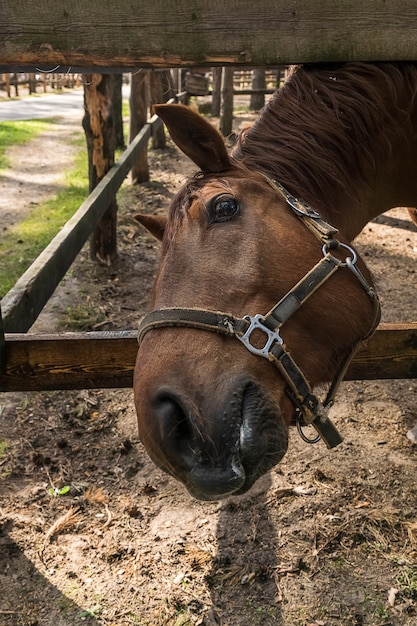 Horse's head with bridle; close-up outdoor shot.