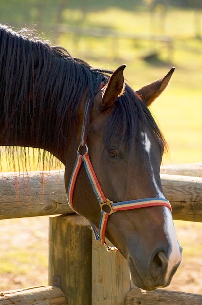 Horse's head