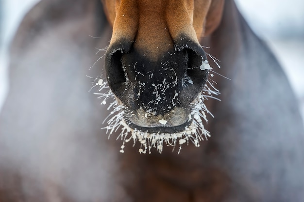 写真 氷と蒸気で馬の鼻