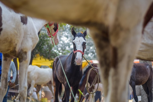 Продажа лошадей на Sonepur Sonepur Mela — крупнейшая ярмарка крупного рогатого скота в Азии.