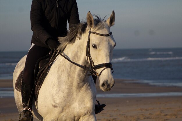 Photo horse in the sea