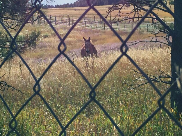 Foto il cavallo visto attraverso la recinzione a catena