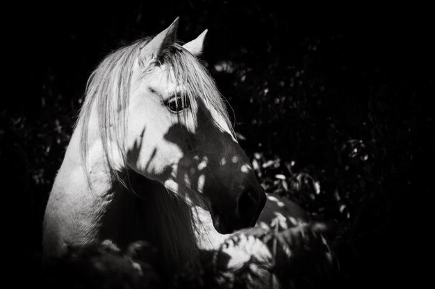 Foto cavallo nell'ombra all'aperto in bianco e nero