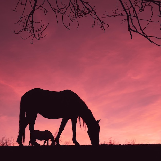 Foto silhouette di cavallo nella campagna e sullo sfondo del tramonto