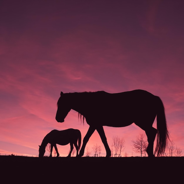 美しい夕日の背景と牧草地の馬のシルエット