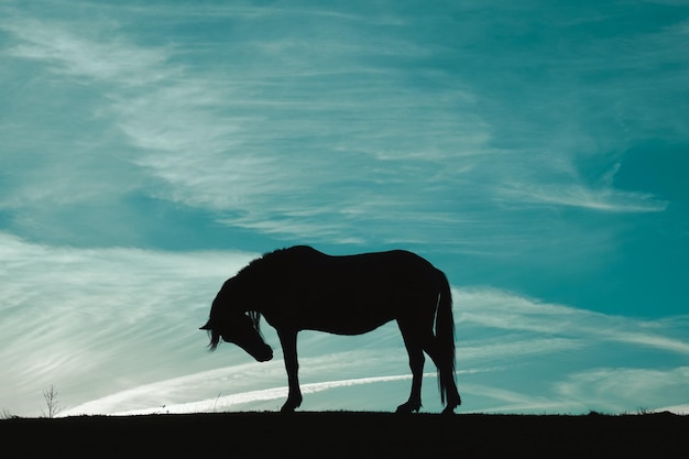 Photo horse silhouette in the meadow with a blue sky animals in the wild