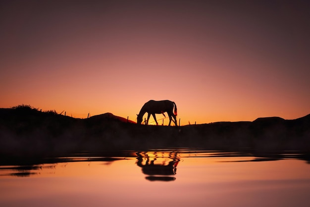 水と美しい夕日の背景に映る馬のシルエット