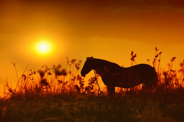 Horse silhouette at sunset