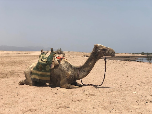 Foto cavallo seduto su una duna di sabbia