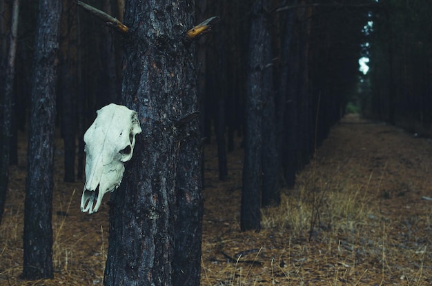 The horse skull hanging on a tree in a pine forest