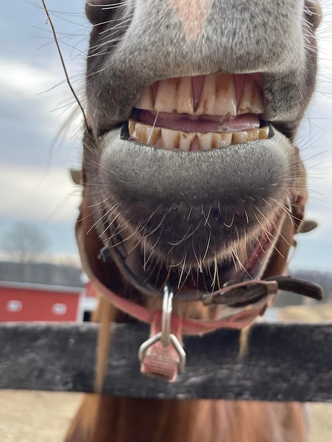 Photo horse smile