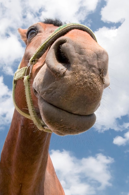 青、曇り空の背景で砂を食べた後の馬の笑顔の鼻の肖像画
