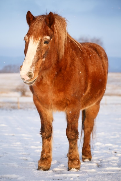 Horse in snow on a cold winter day