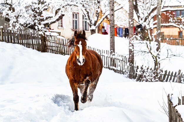 Foto cavallo sul campo coperto di neve