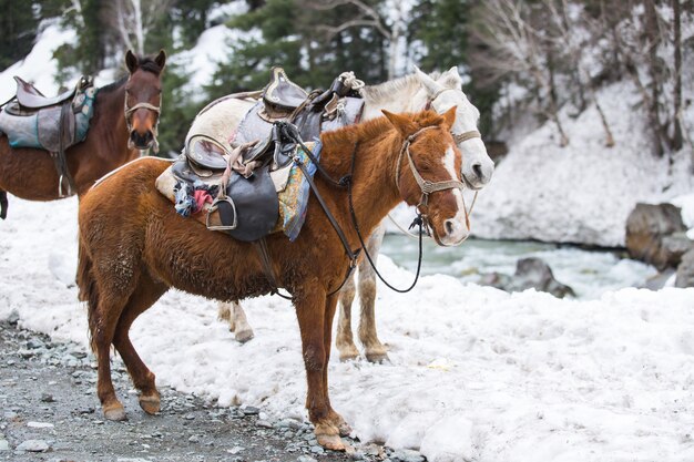 Foto cavallo a neve india