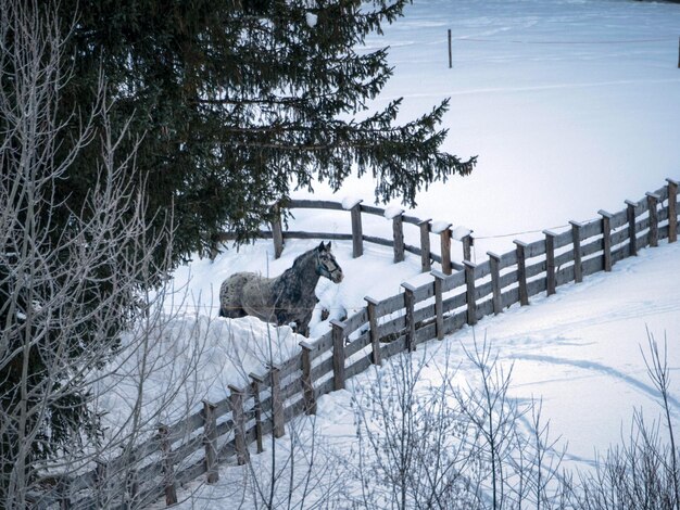 Horse in the snow in winter