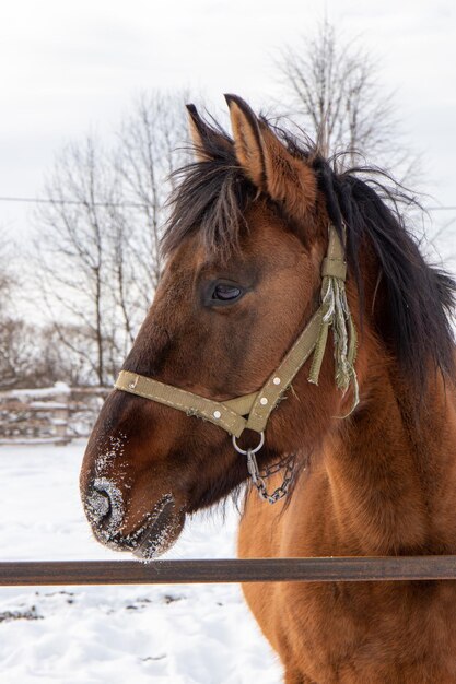 Photo horse in snow