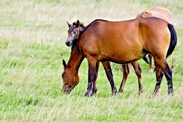 Horse sorrel with foal