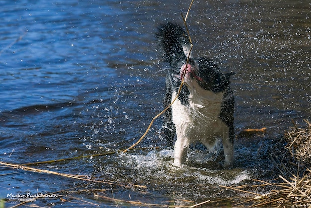 Photo horse splashing in sea