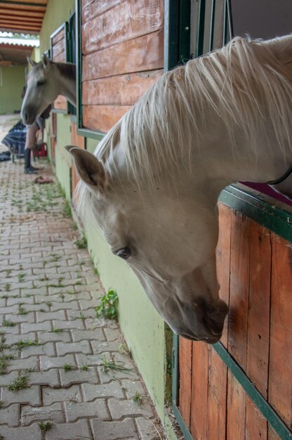 頭が外にある厩舎の馬