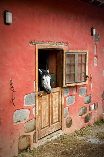 Horse in stable