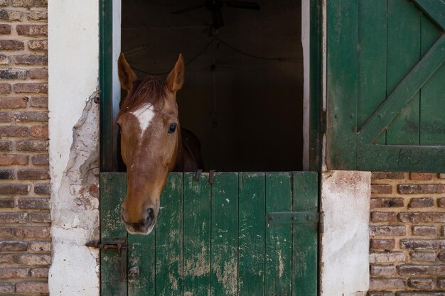 Foto cavallo in stalla